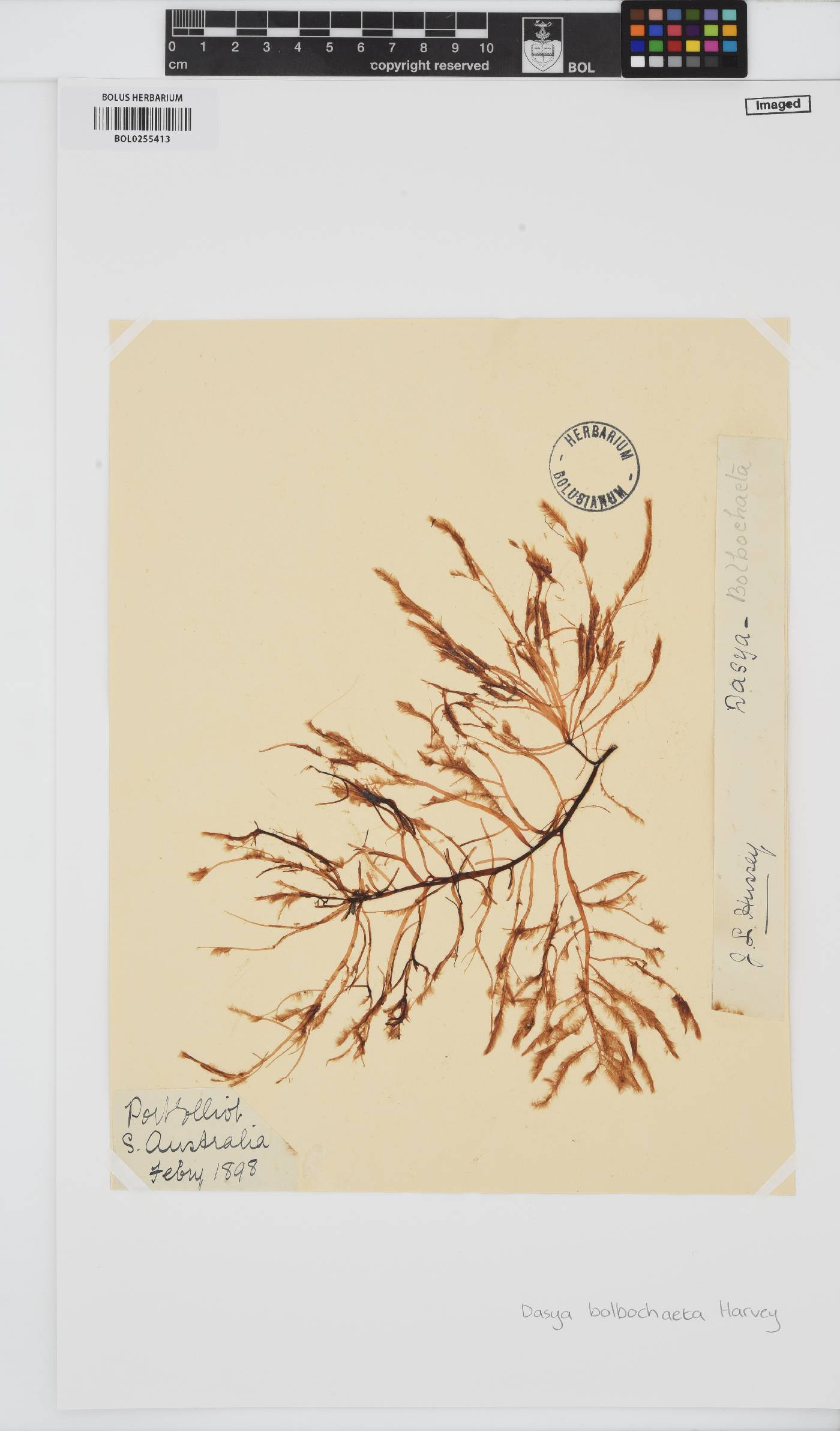 Doxodasya bolbochaete image