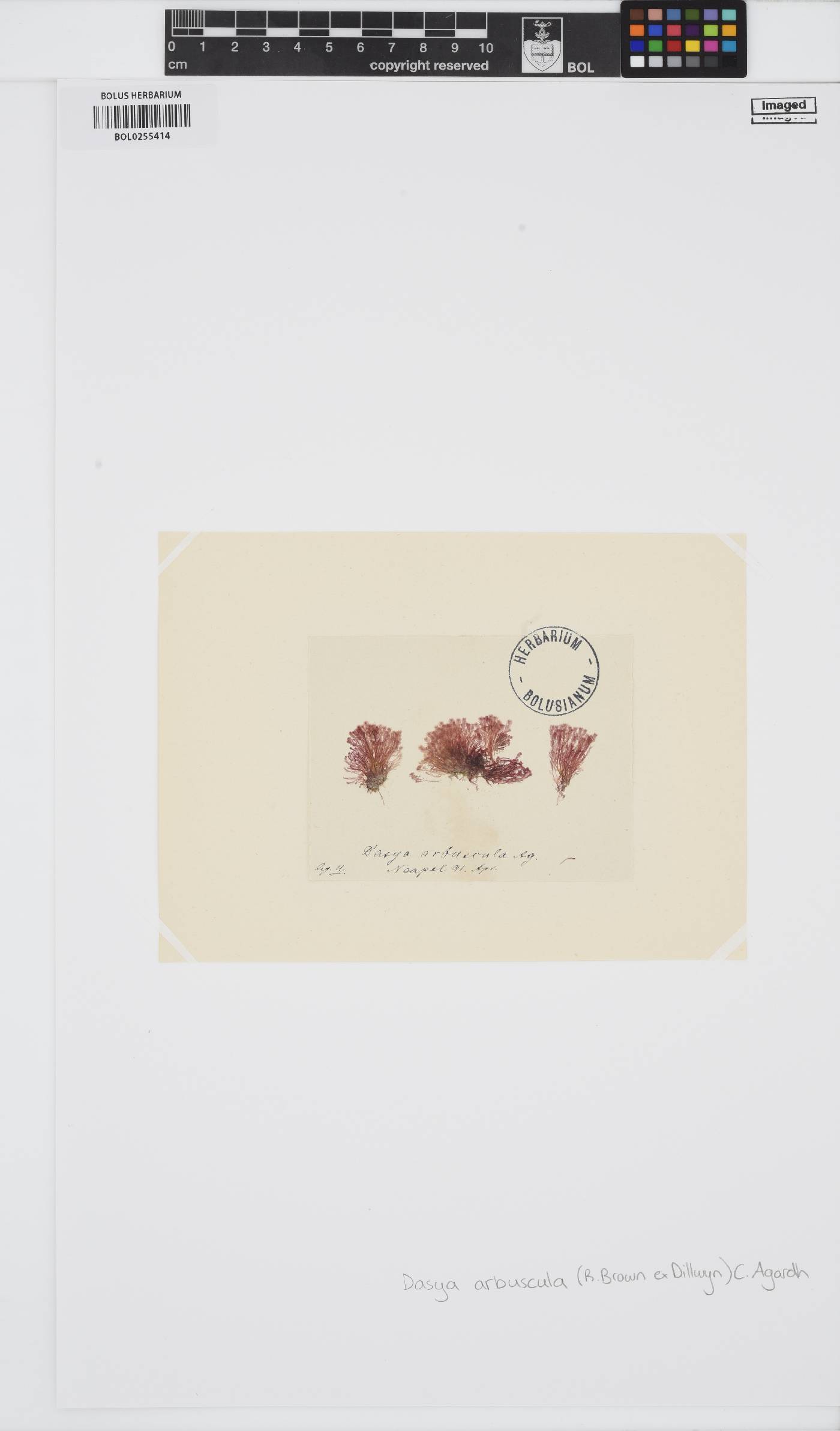 Gaillona seposita image