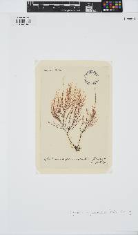 Cystoclonium purpureum image