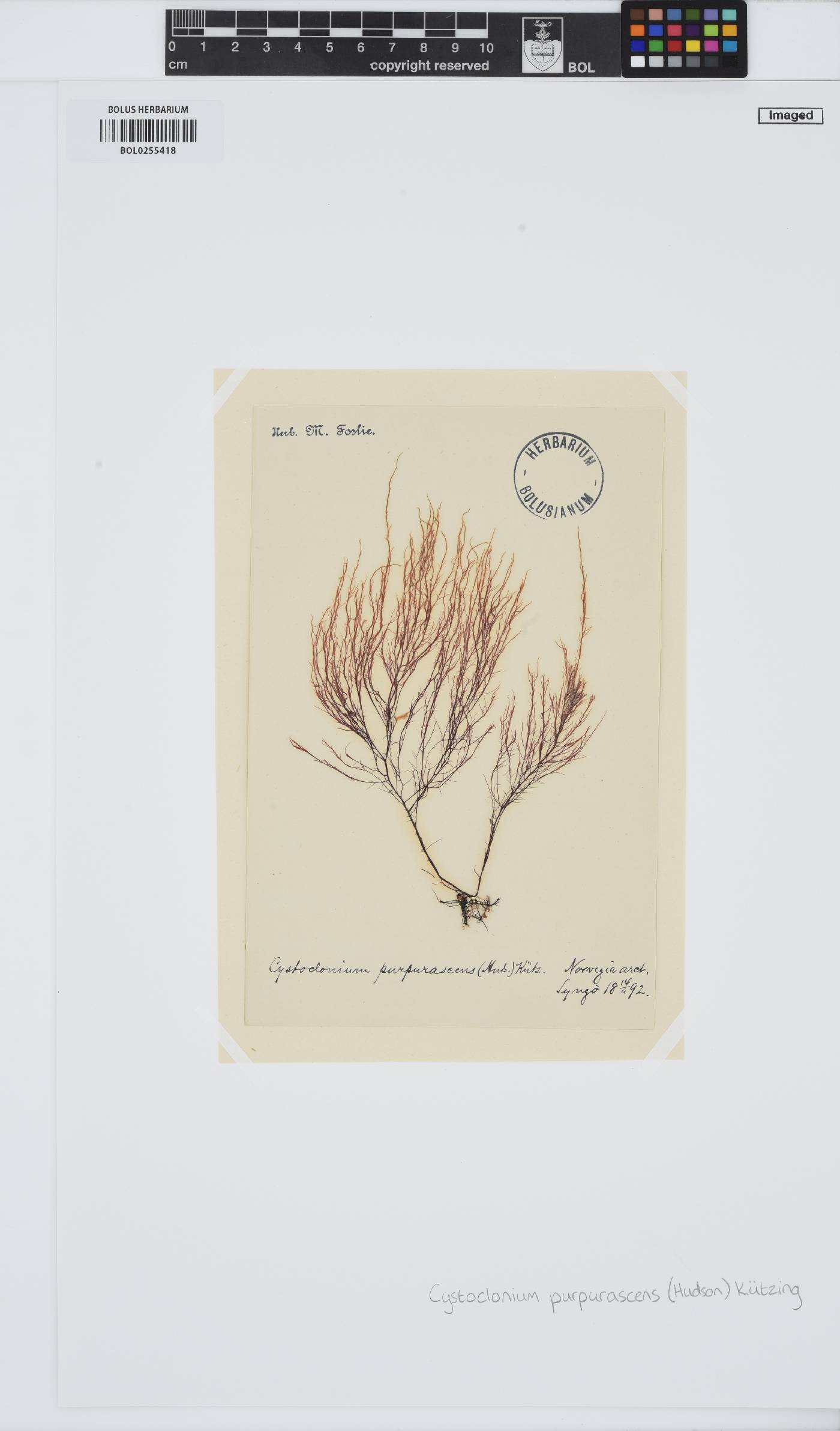 Cystoclonium purpureum image