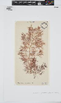 Cystoclonium purpureum image