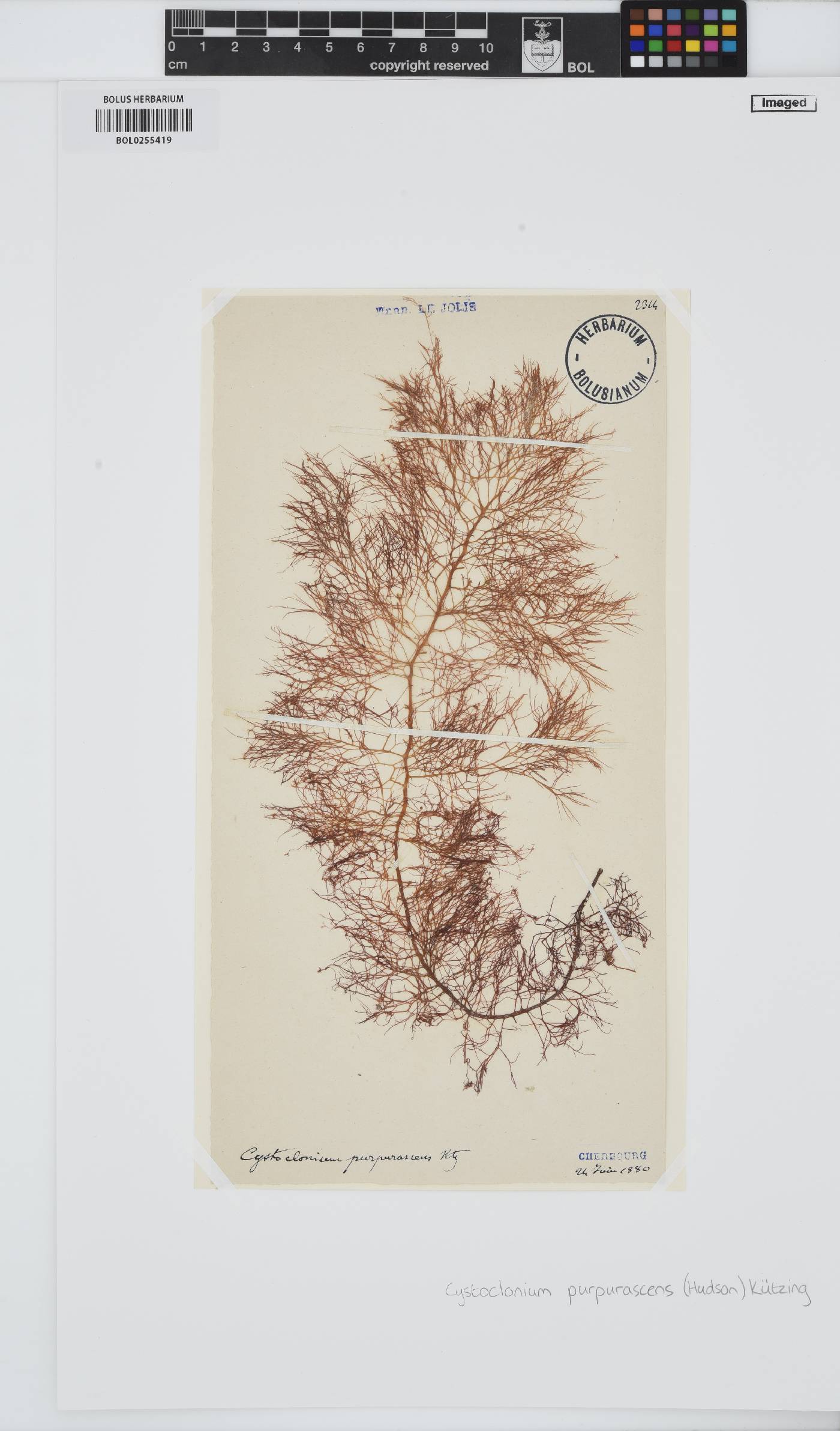 Cystoclonium purpureum image