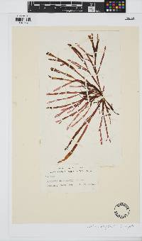 Curdiea angustata image