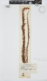 Cumagloia andersonii image