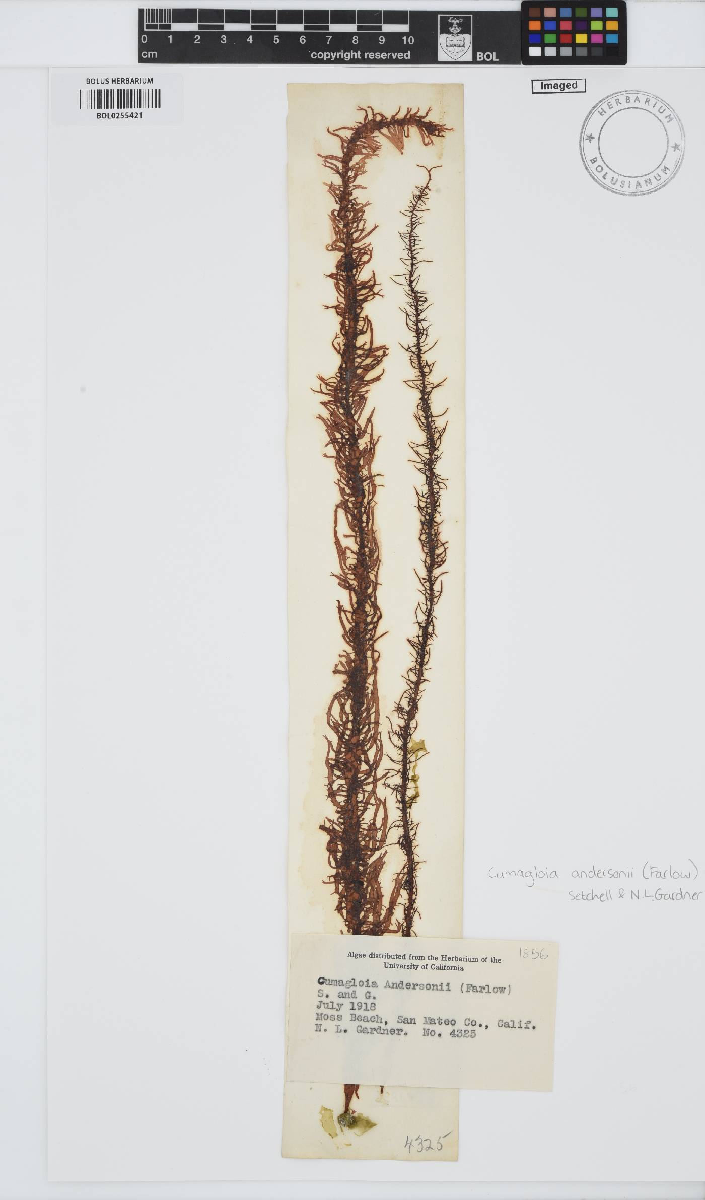 Cumagloia andersonii image