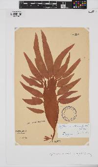 Cryptonemia natalensis image
