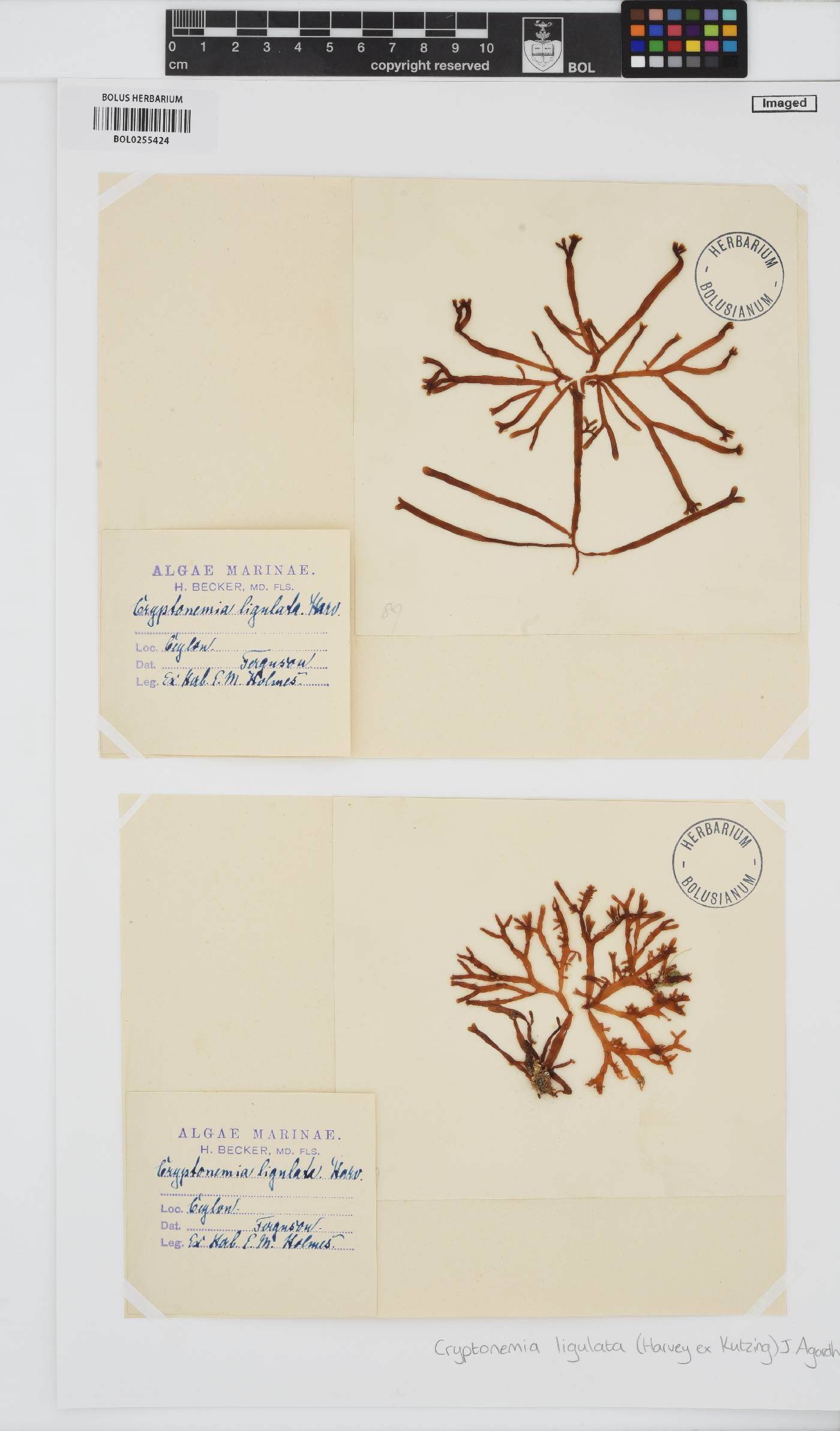 Yonagunia ligulata image