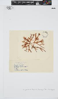 Yonagunia ligulata image