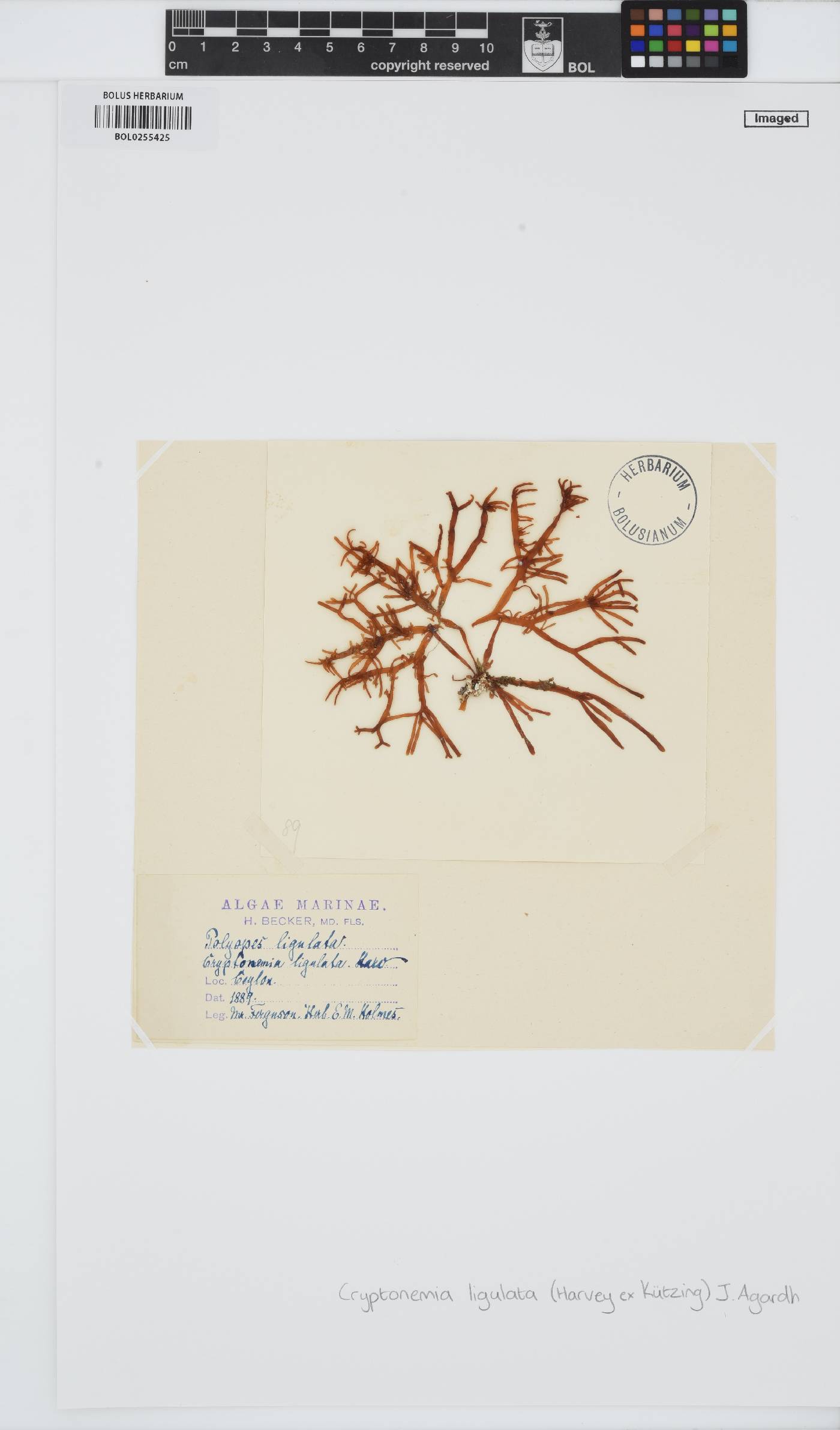Yonagunia ligulata image