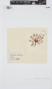 Yonagunia ligulata image
