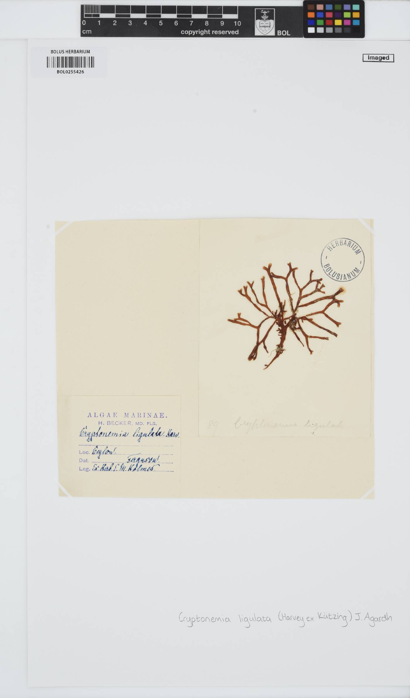 Yonagunia ligulata image