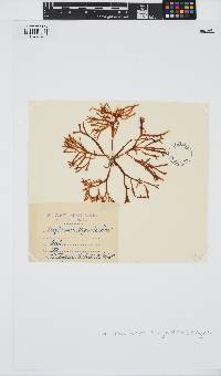 Yonagunia ligulata image