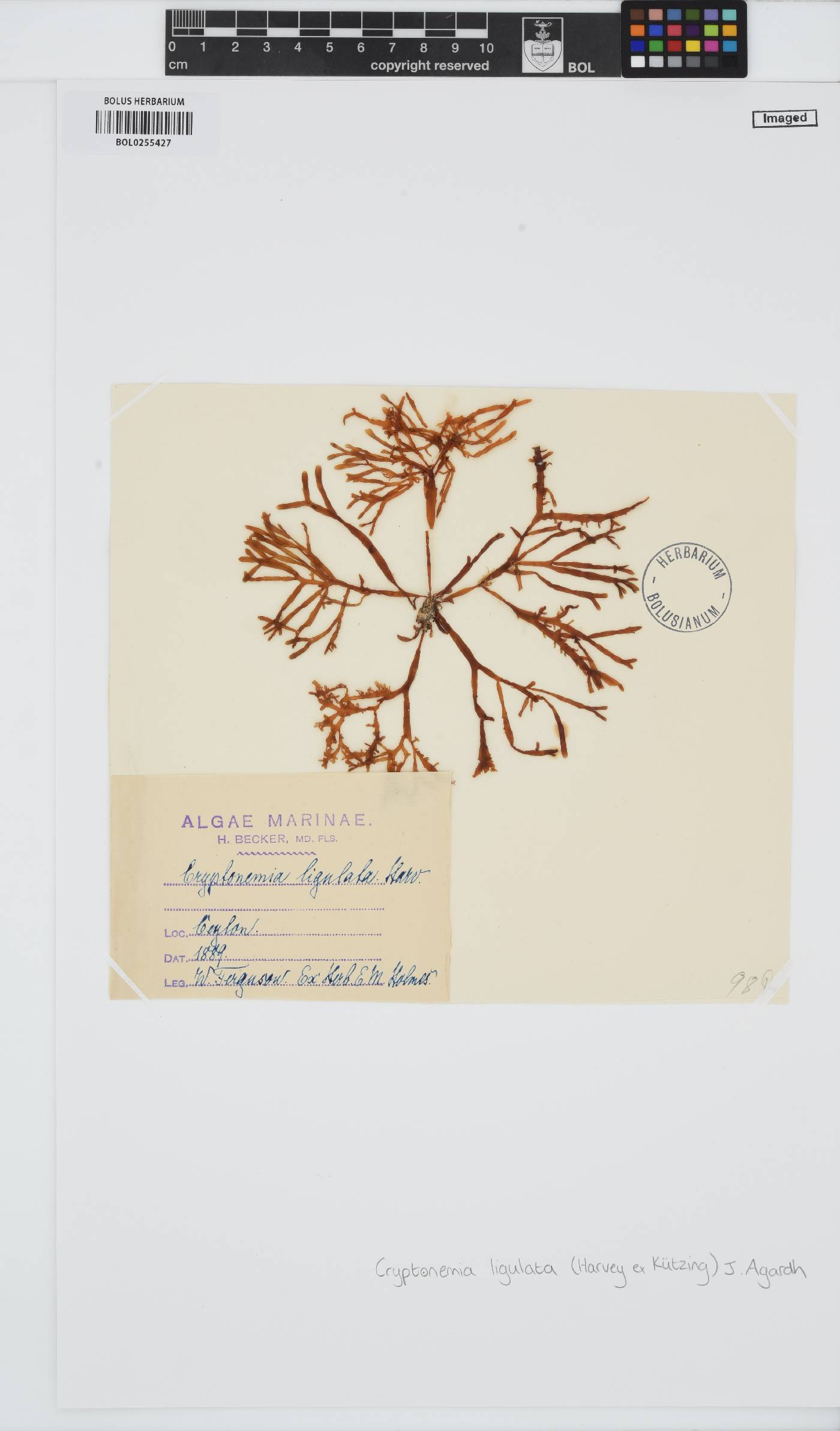 Yonagunia ligulata image