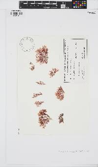 Image of Crouania mucosa