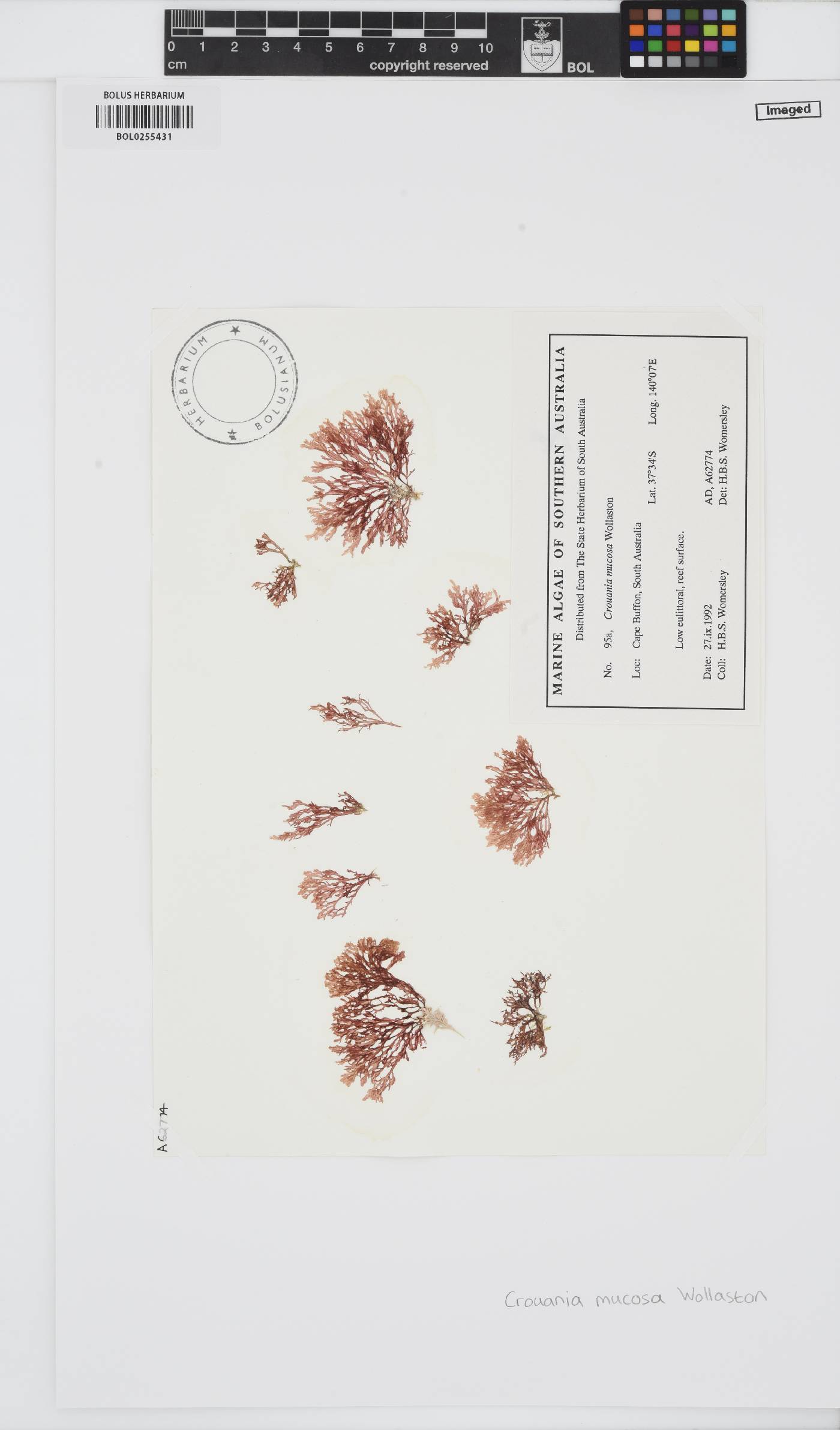 Crouania mucosa image