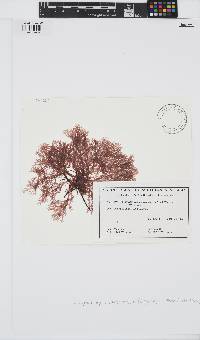 Craspedocarpus ramentaceus image