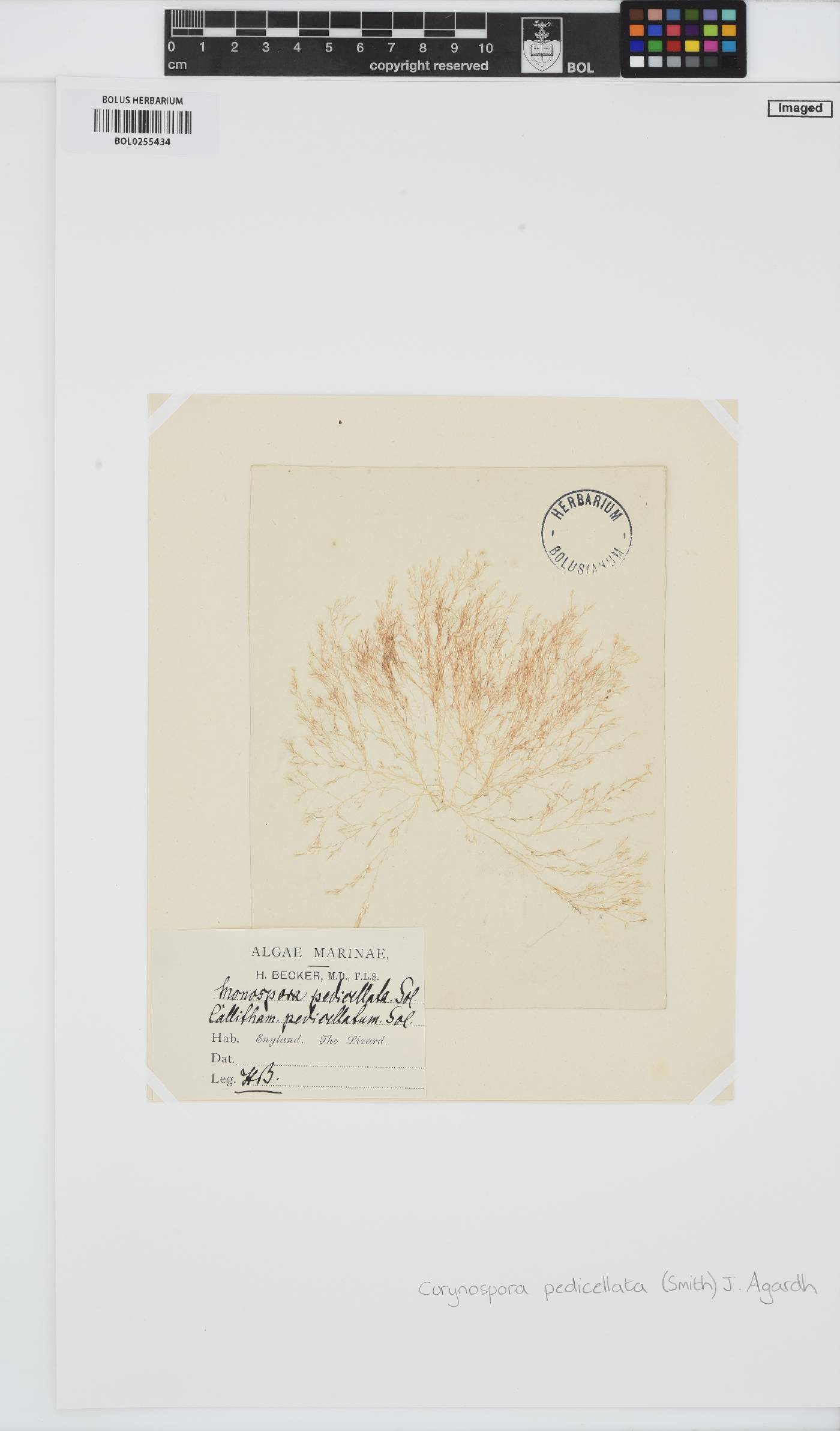 Monosporus image