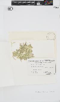 Corallina officinalis image