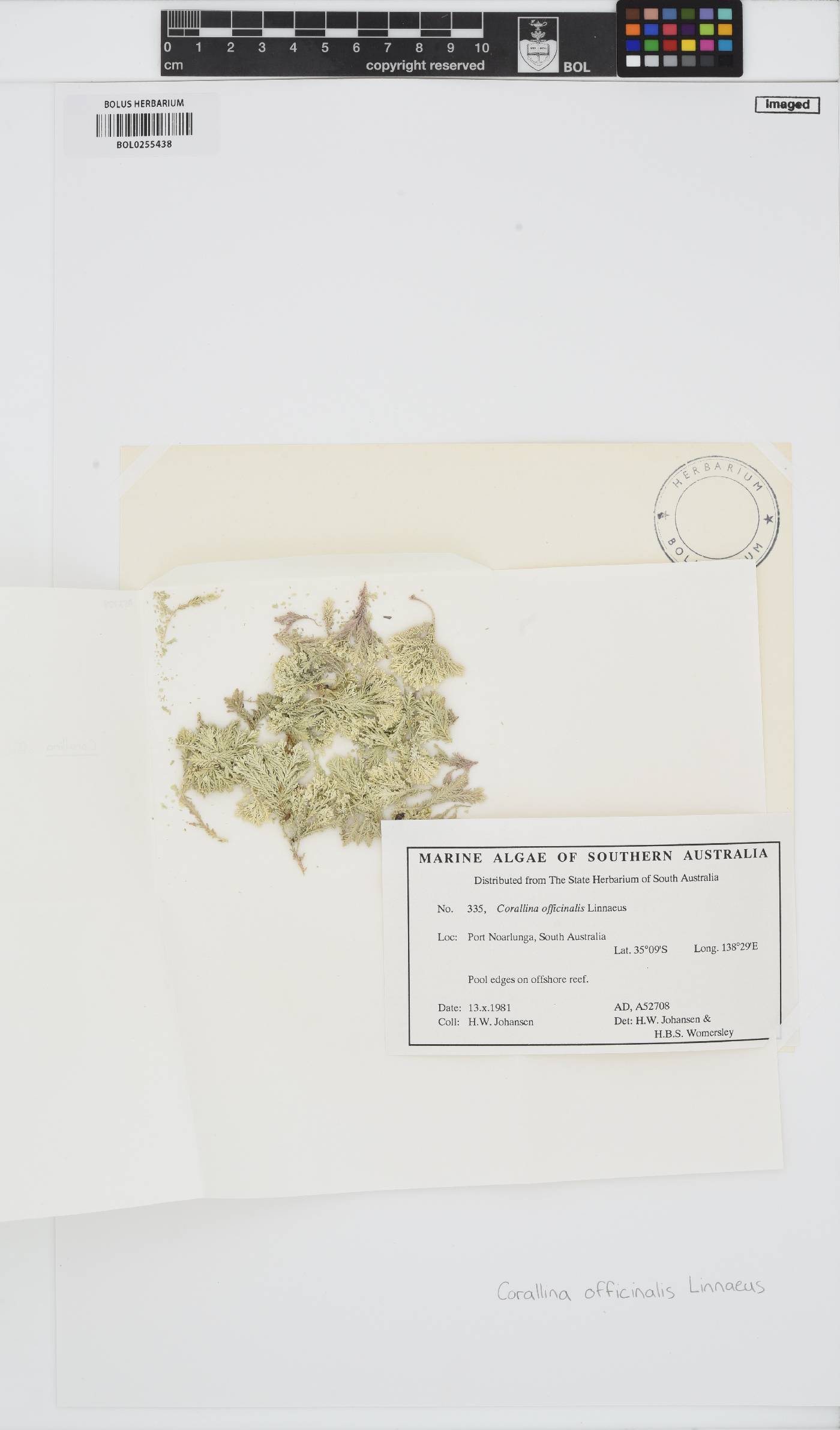 Corallina officinalis image