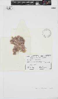Corallina officinalis image