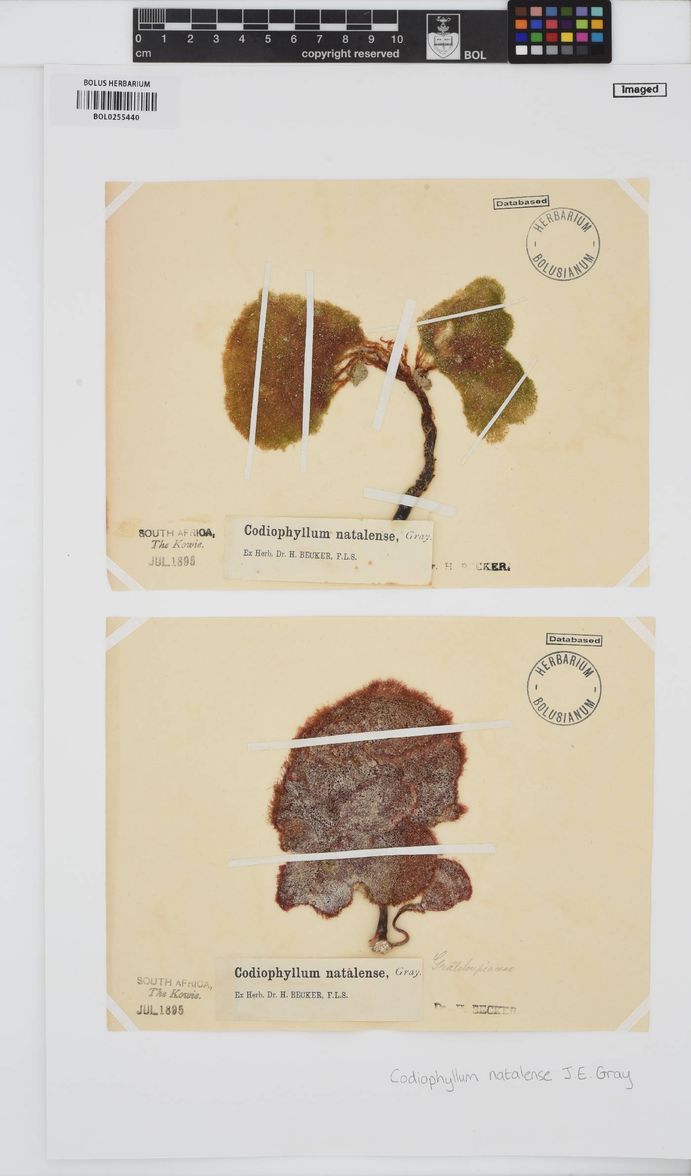 Codiophyllum natalense image