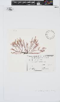 Cliftonaea pectinata image