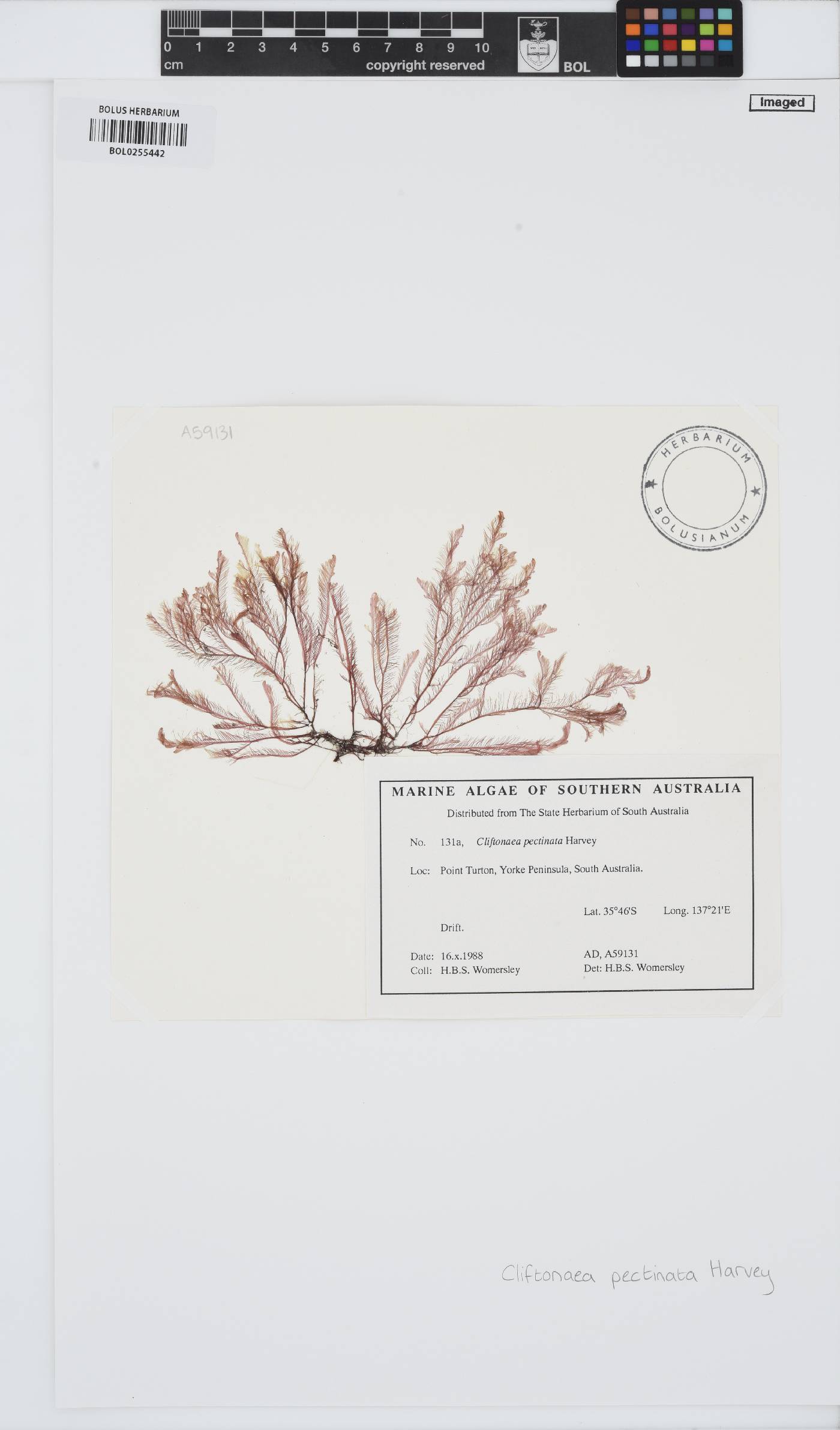 Cliftonaea pectinata image