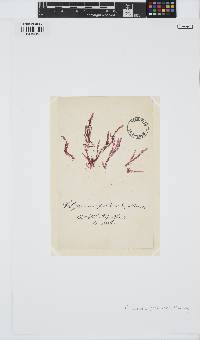 Cliftonaea pectinata image