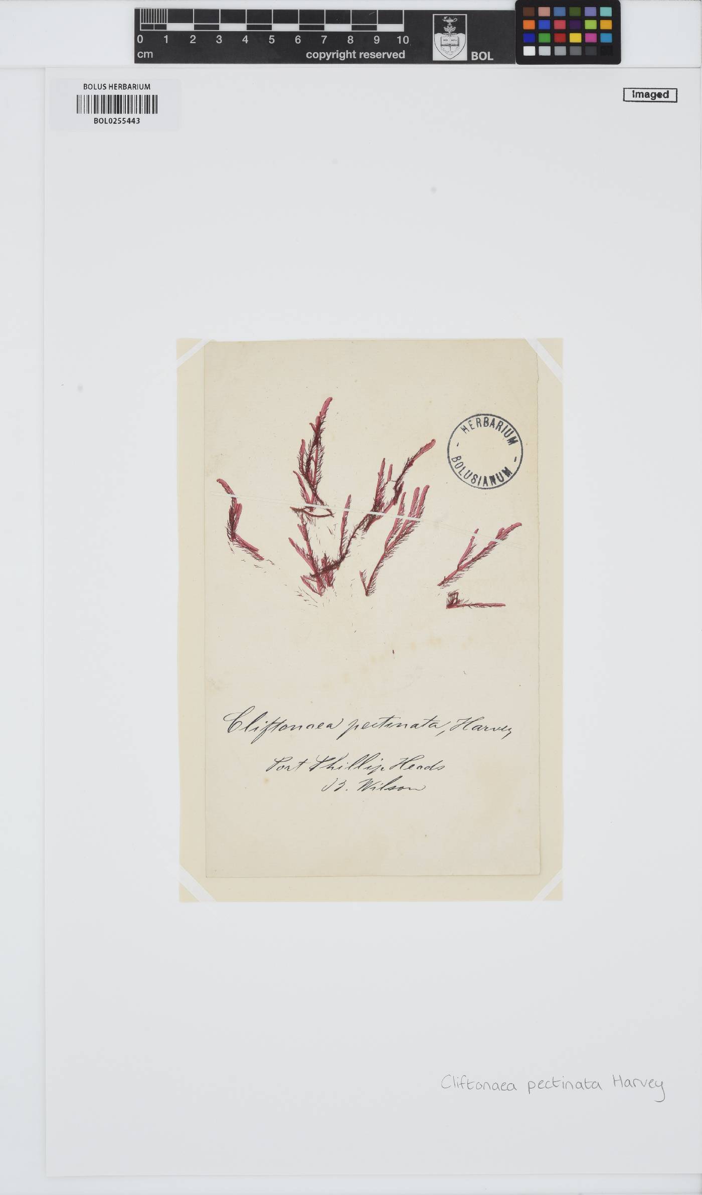 Cliftonaea image