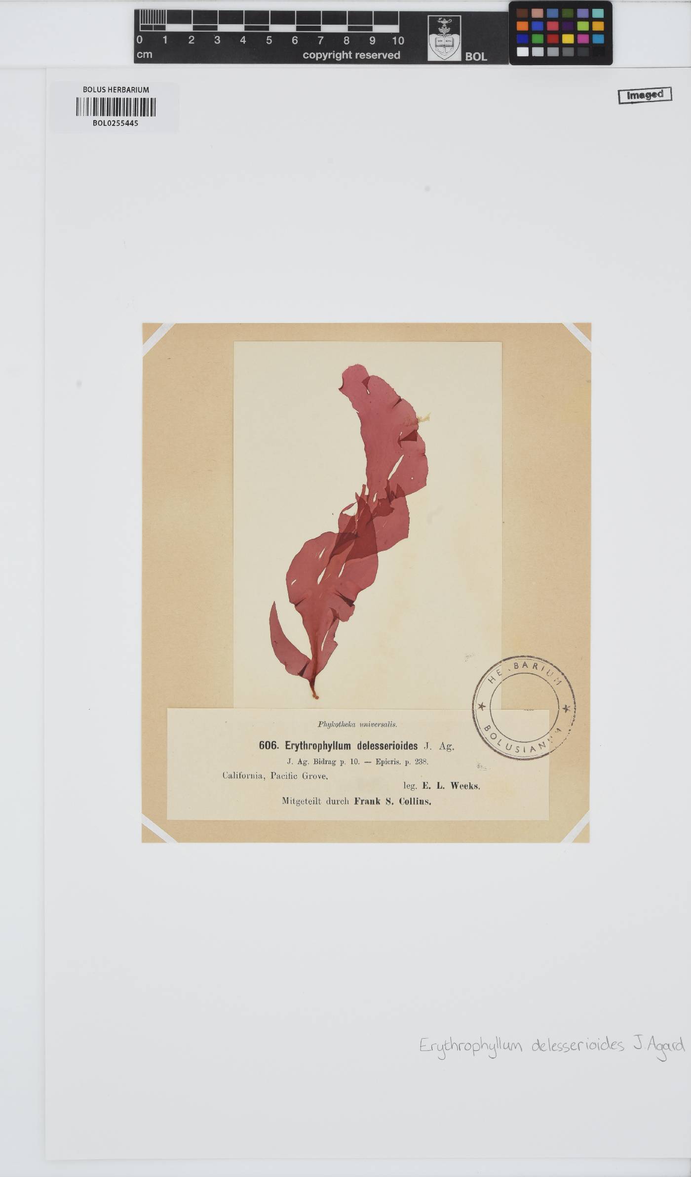 Erythrophyllum delesserioides image
