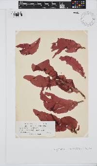 Erythrophyllum delesserioides image
