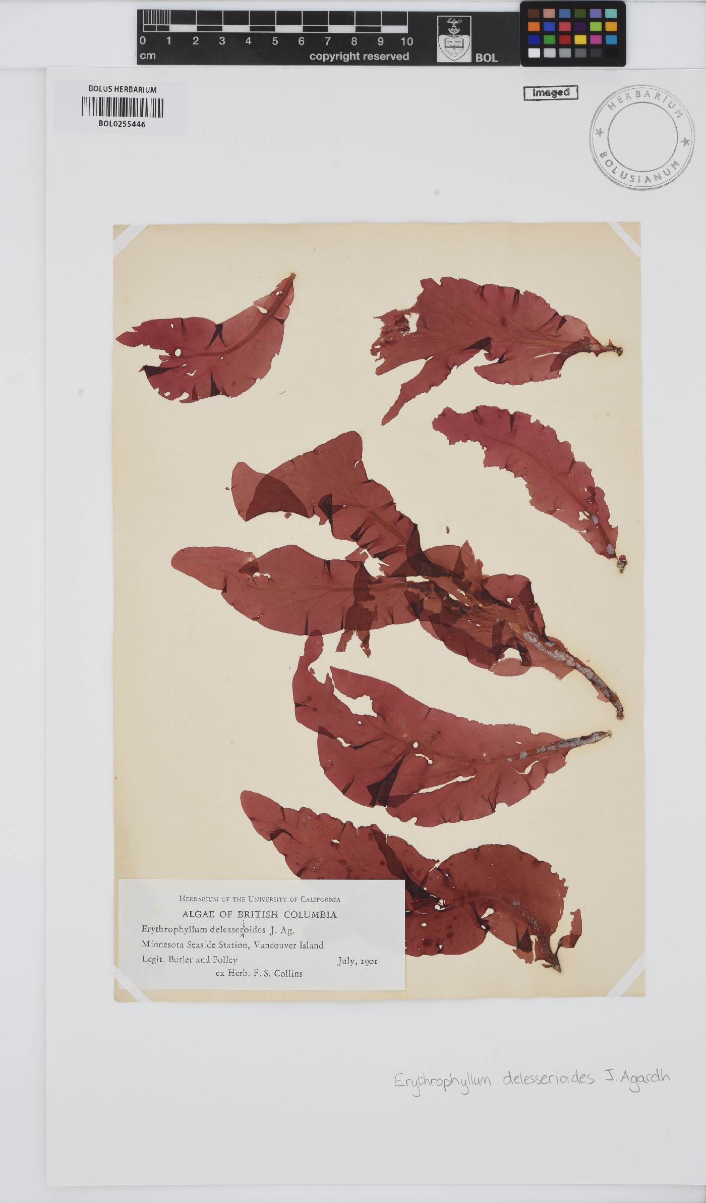 Erythrophyllum image