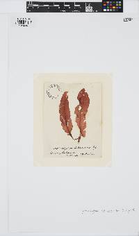 Erythrophyllum delesserioides image
