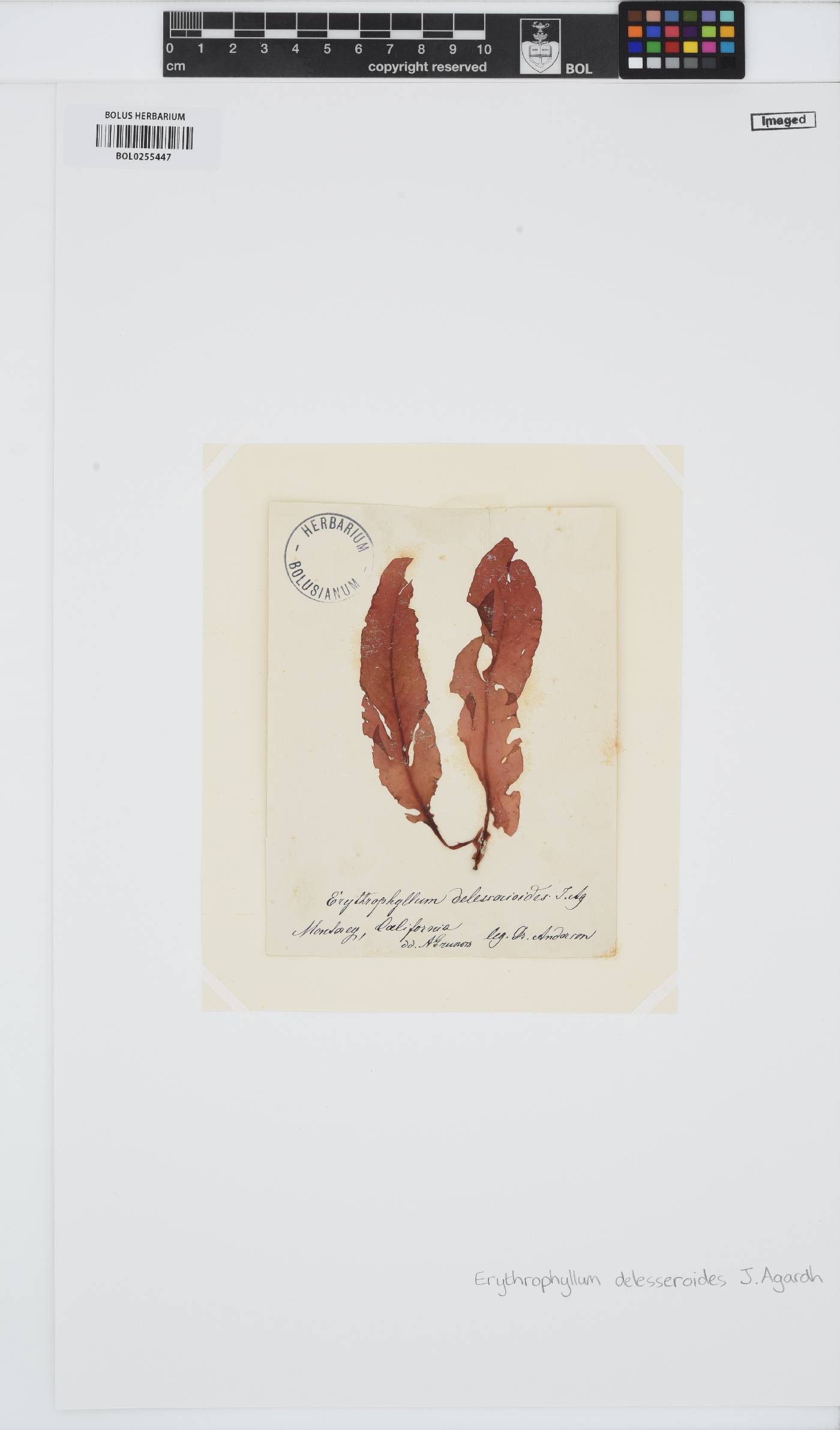 Erythrophyllum delesserioides image