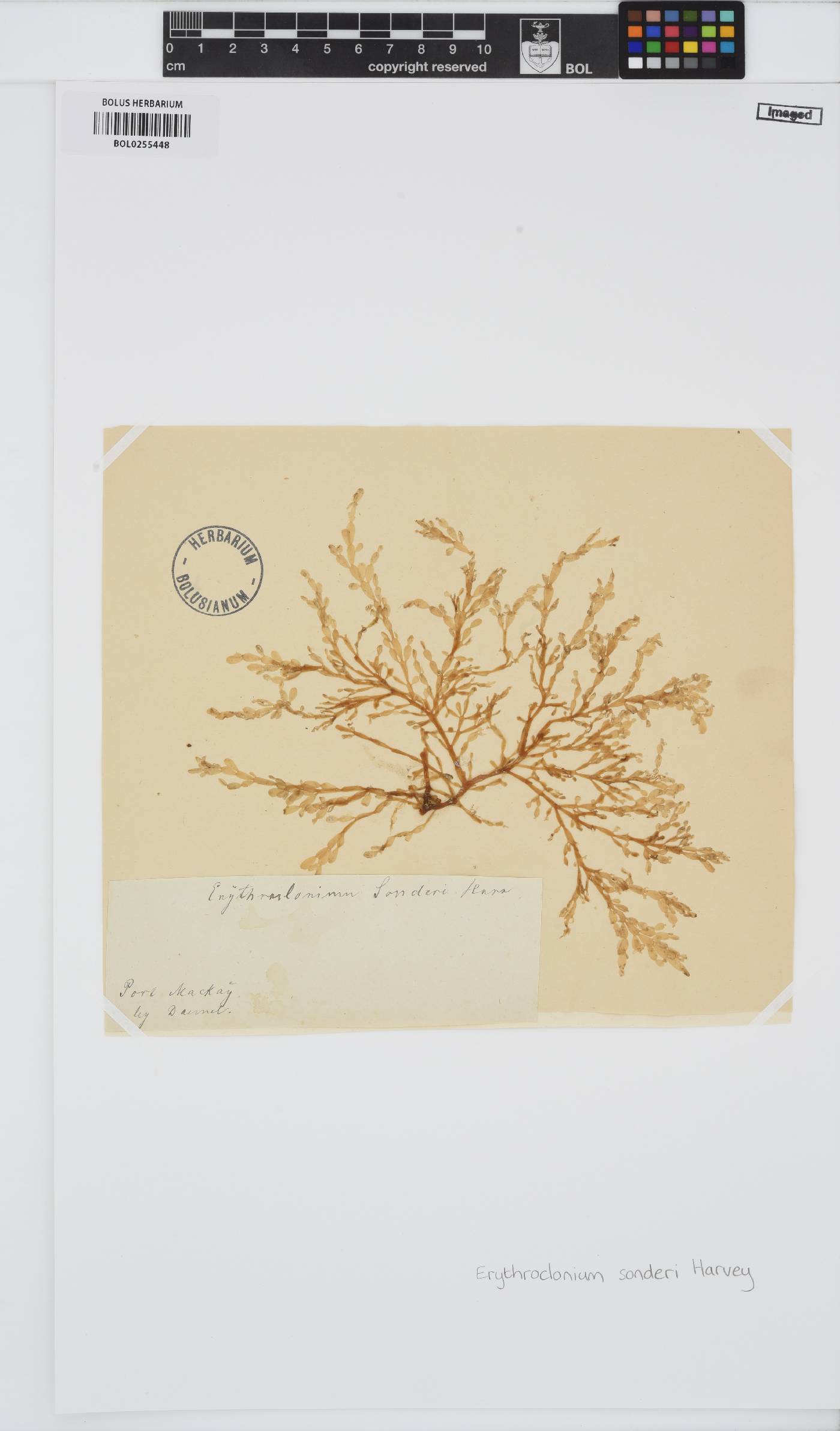 Erythroclonium sonderi image