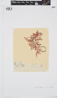 Erythroclonium muelleri image