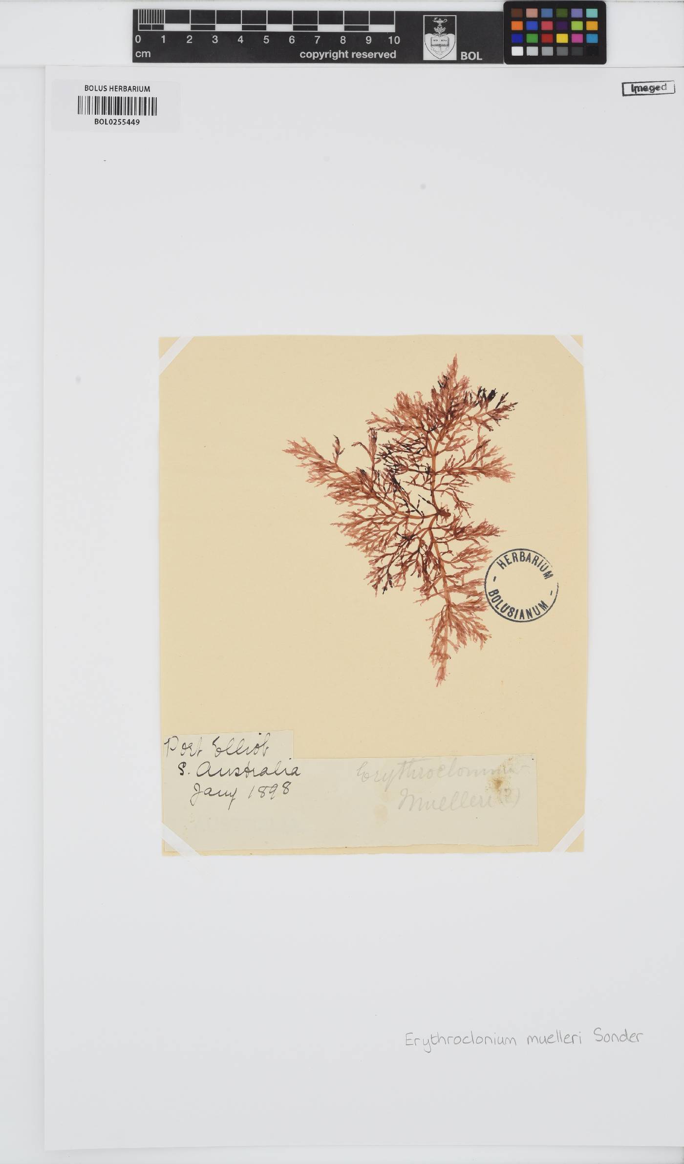 Erythroclonium muelleri image