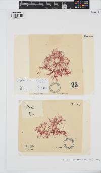 Erythroclonium corallinum image