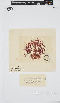Erythroclonium corallinum image