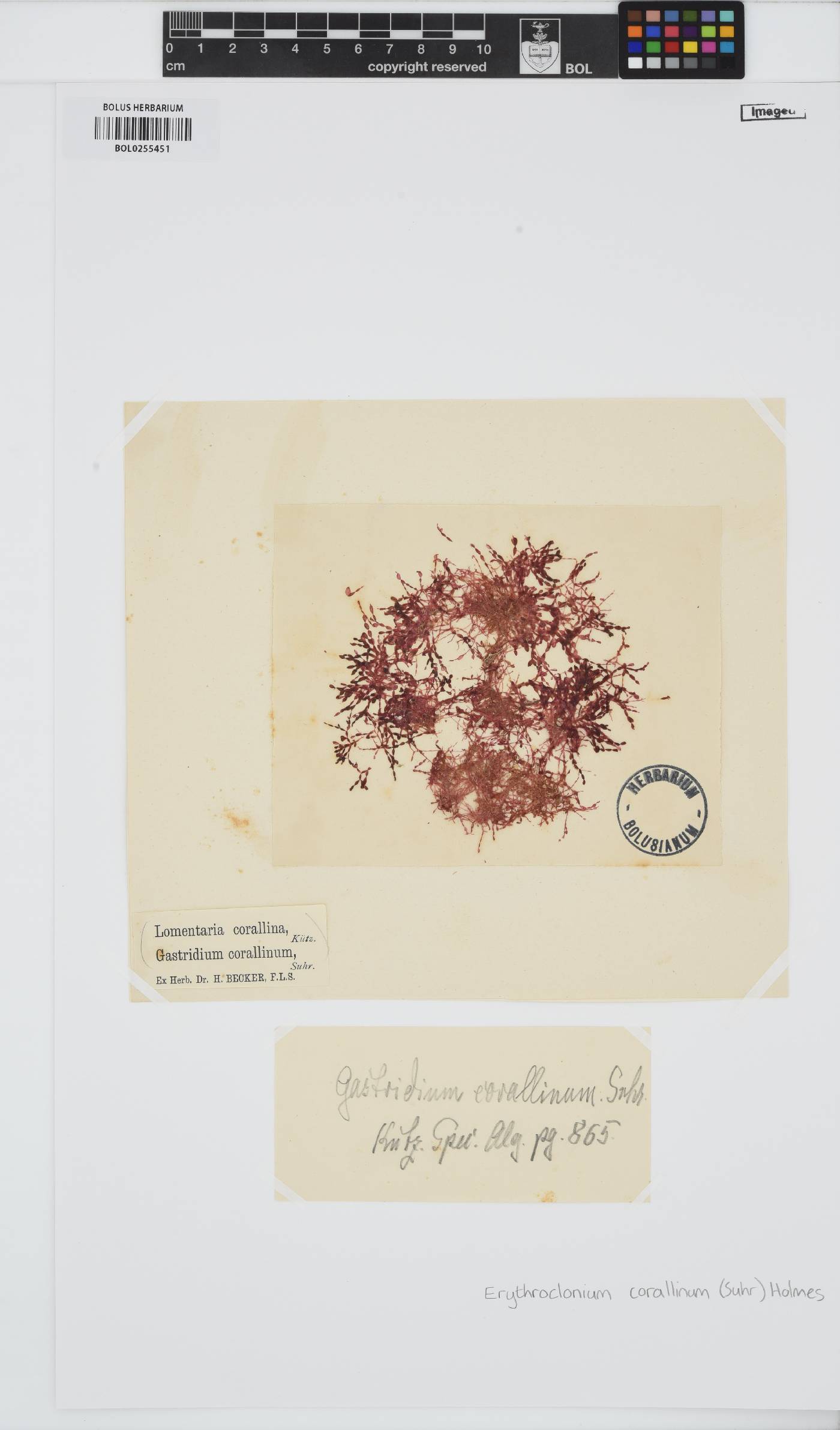 Erythroclonium corallinum image