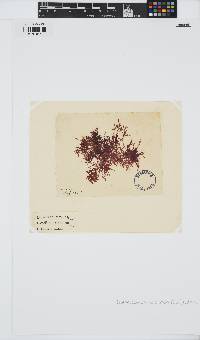 Erythroclonium corallinum image