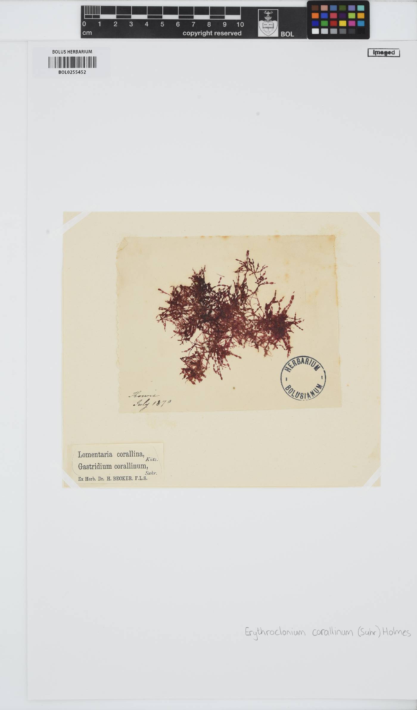 Erythroclonium corallinum image