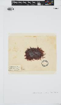 Erythroclonium corallinum image