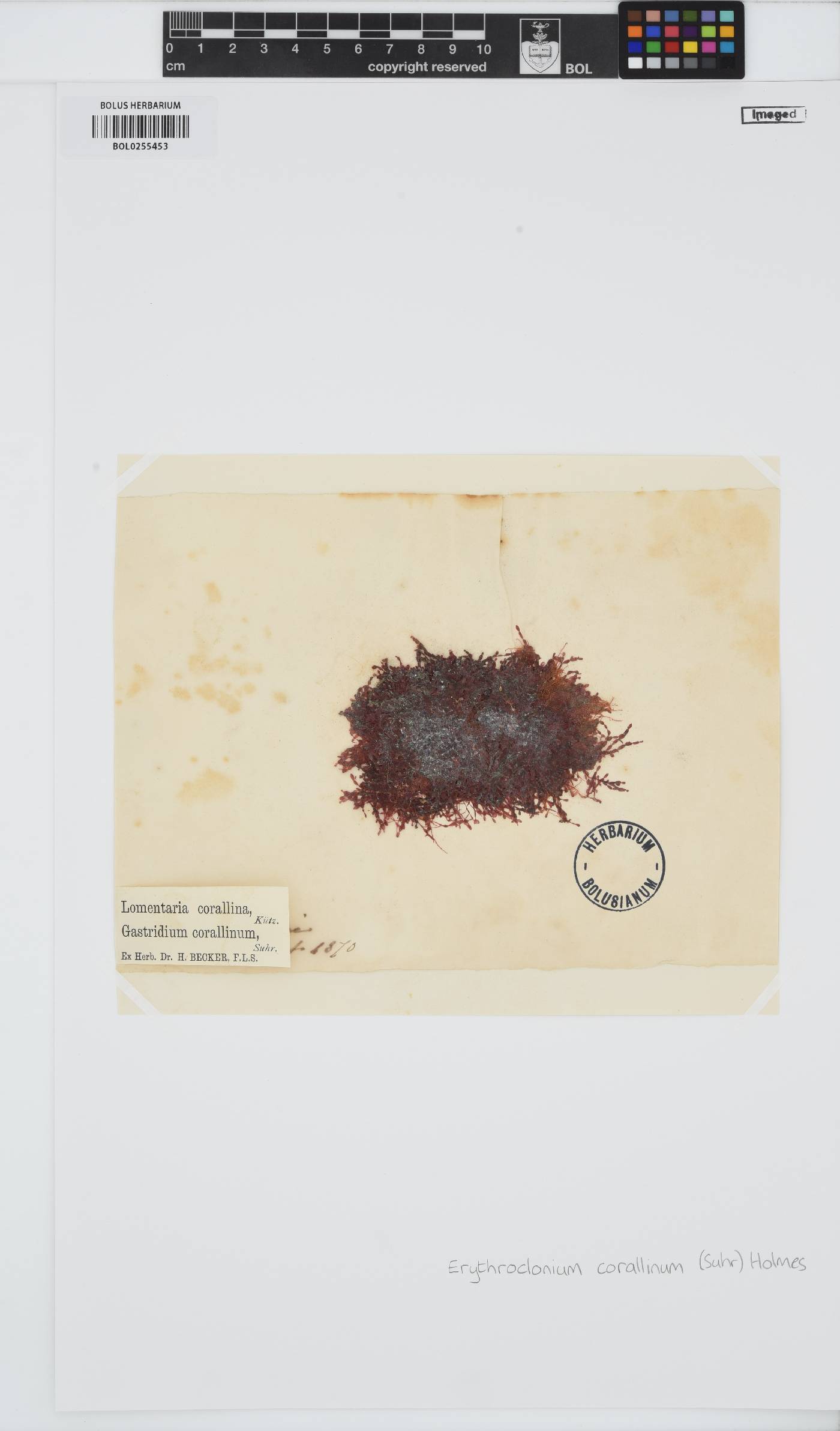 Erythroclonium corallinum image