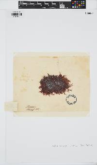 Erythroclonium corallinum image