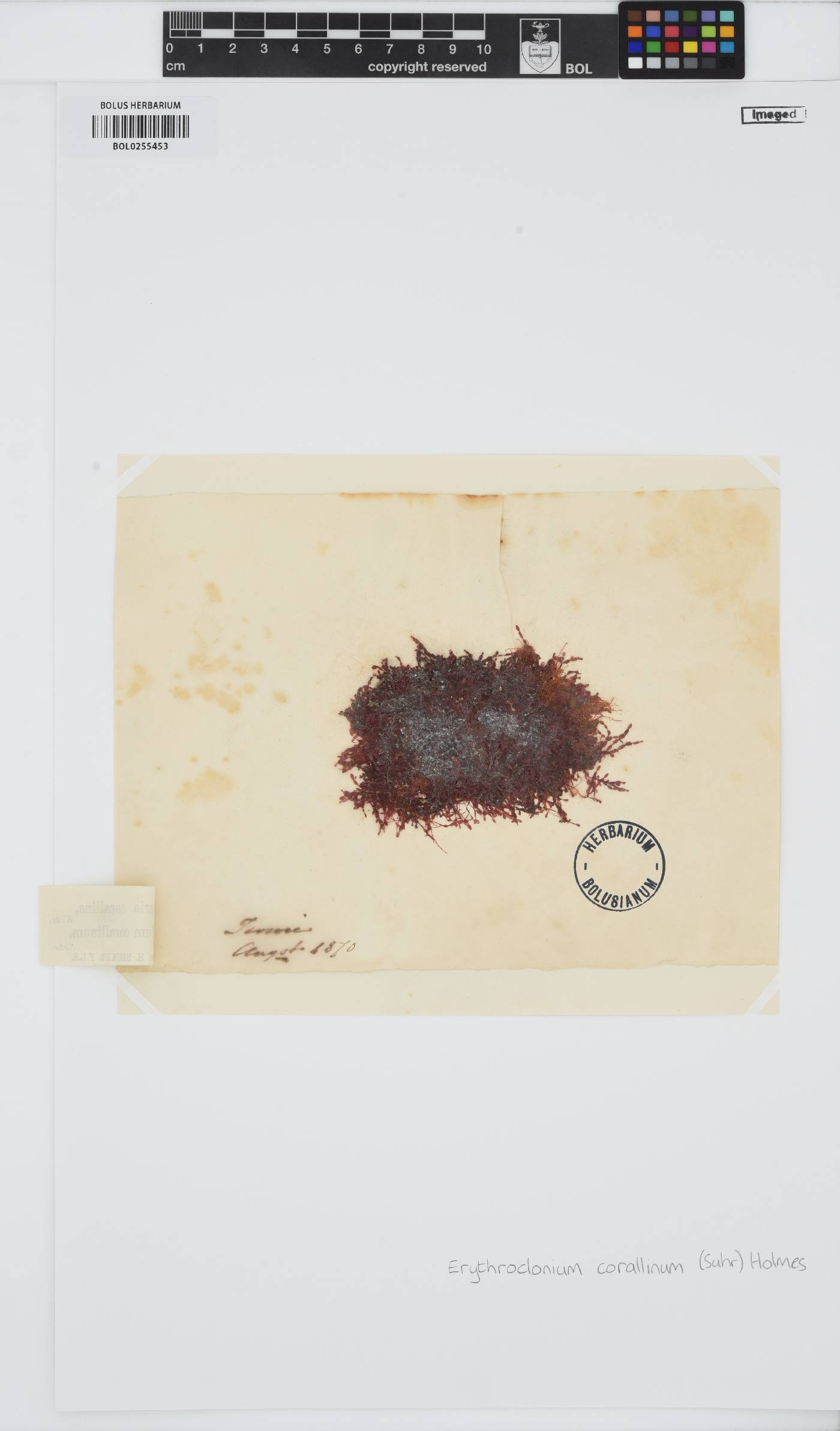 Areschougiaceae image
