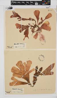Rhodymenia obtusa image