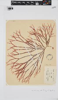 Rhodymenia capensis image