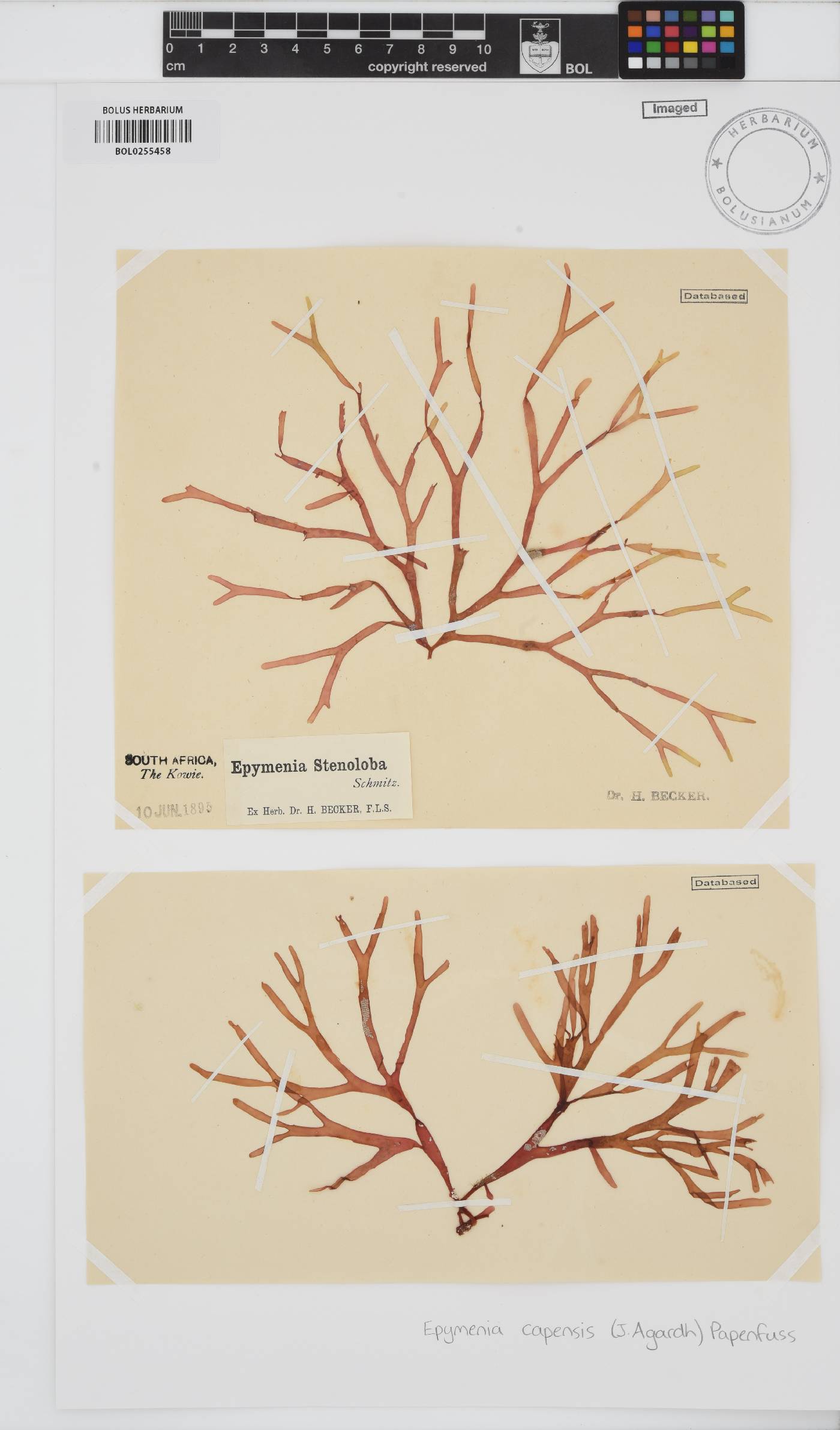 Rhodymenia capensis image