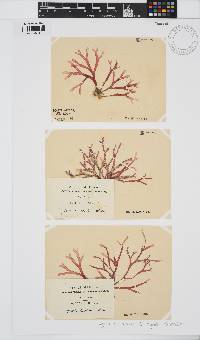 Rhodymenia capensis image